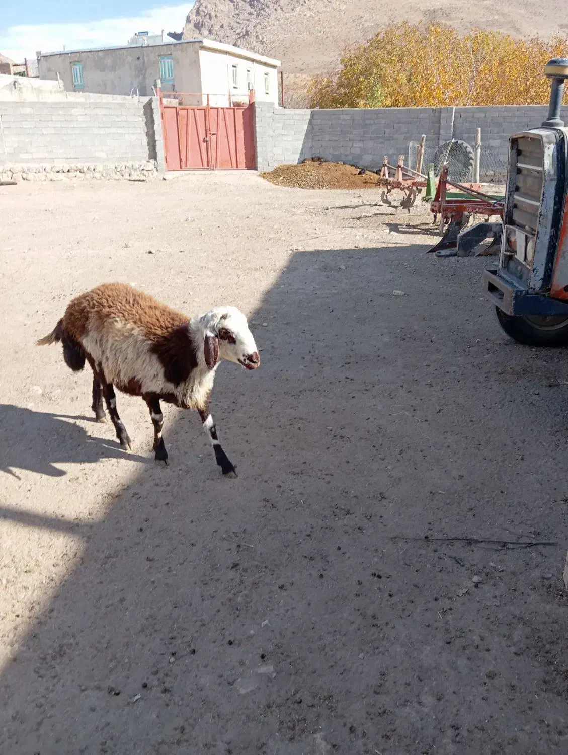 بره پلنگی|حیوانات مزرعه|فیروزآباد (لرستان), |دیوار