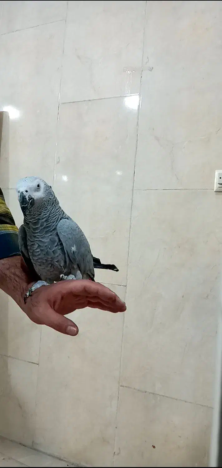 کاسکو مینا عروس هلندی کوتوله قناری مرغ عشق سهره|پرنده|اصفهان, کوجان|دیوار