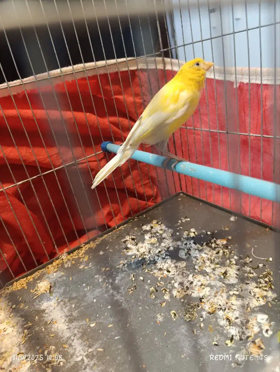 قناری ماده|پرنده|شیراز, محراب|دیوار