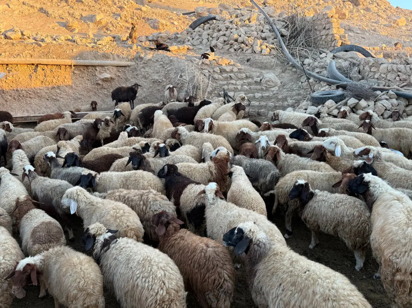 گله گوسفند بعلت تغییر شغل بفروش میرسه|حیوانات مزرعه|هلیلان, |دیوار