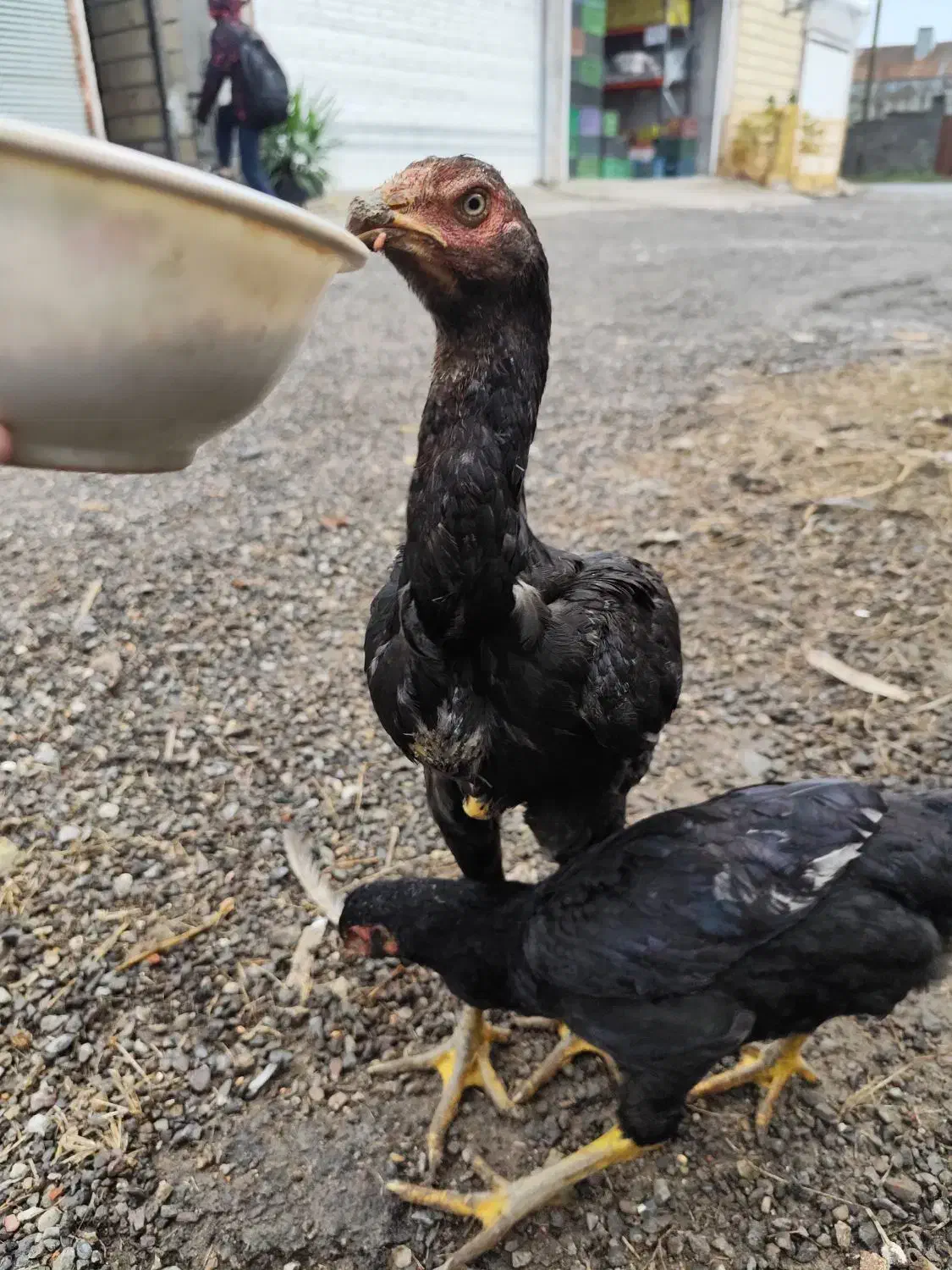 جوجه مرغ و خروس|حیوانات مزرعه|رشت, شهرک صبا|دیوار