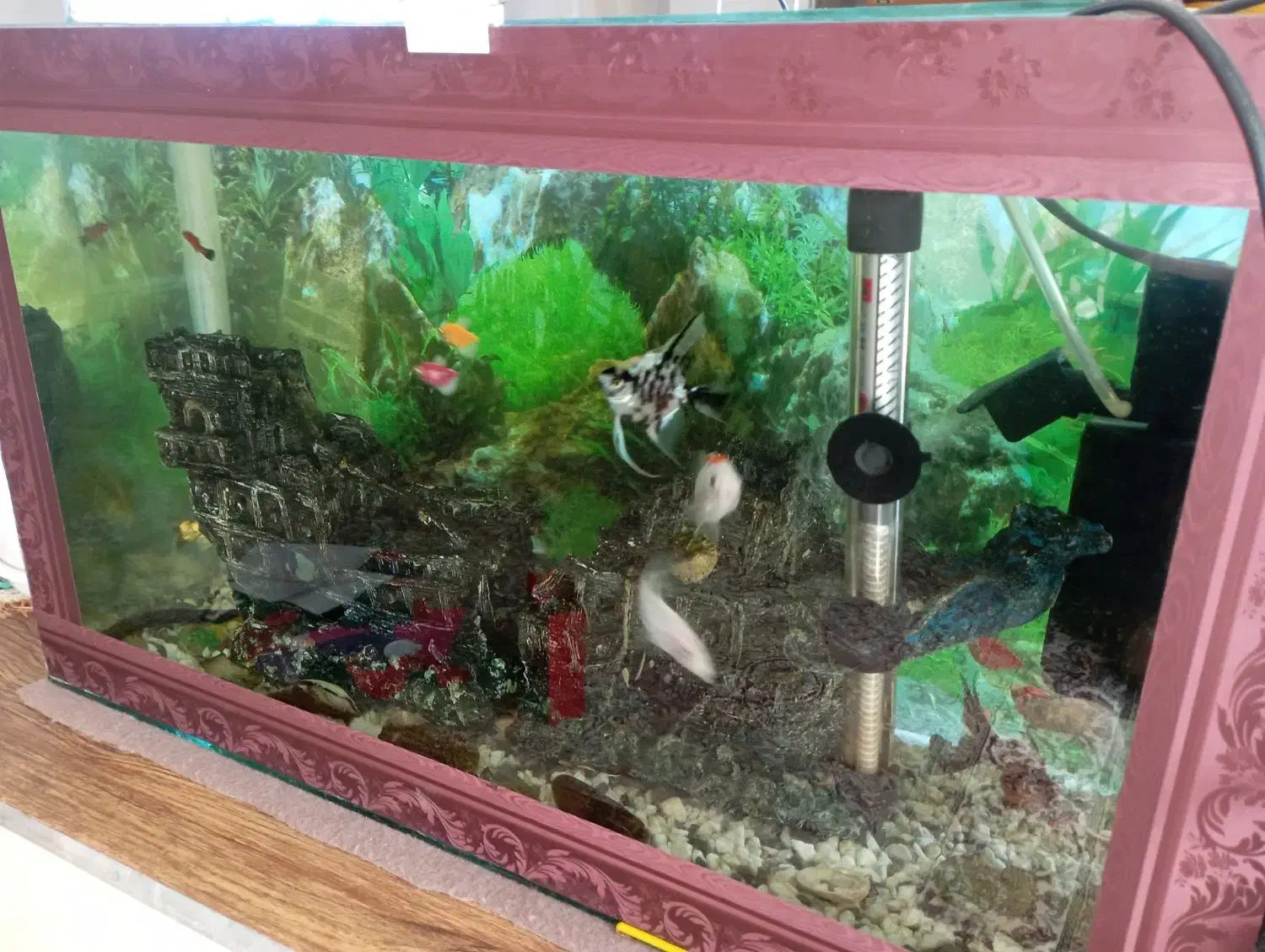 آکواریوم|ماهی|مرودشت, ثبت احوال|دیوار