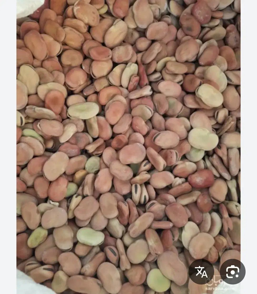 باقلا|خوردنی و آشامیدنی|پاپی, |دیوار