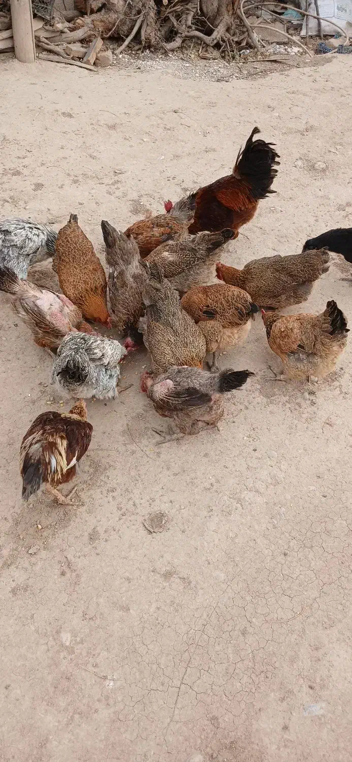 فروش مرغ محلی تخم گذار|حیوانات مزرعه|زرین دشت (همدان), |دیوار