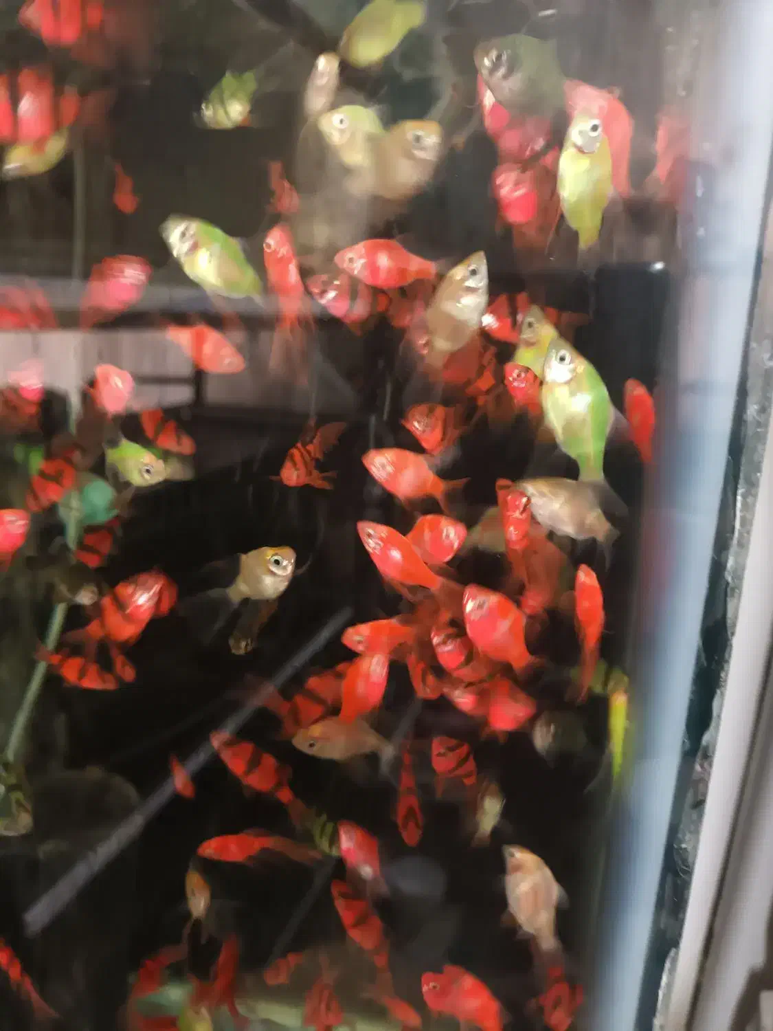 ماهی وسنگ ولوازم آکواریوم بار جدید گوپی|ماهی|مشهد, الهیه|دیوار