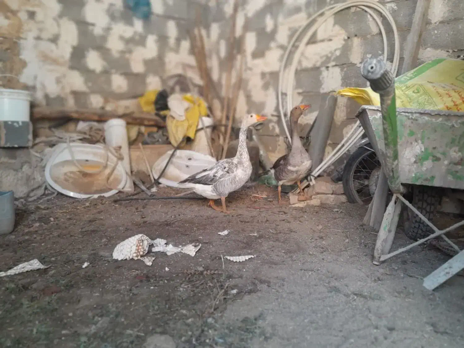 غاز|حیوانات مزرعه|جعفرآباد, |دیوار