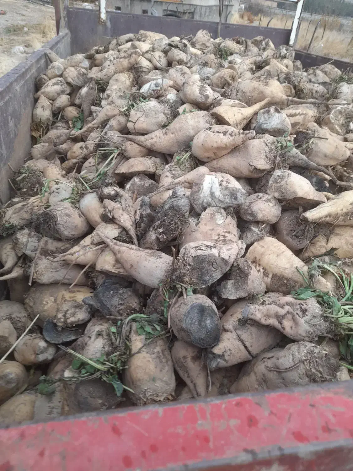 خوراک دام گاو وگوسفند|لوازم جانبی حیوانات|بیستون, |دیوار