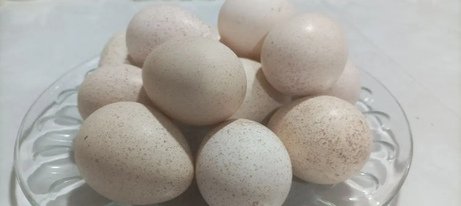 تخم بوقلمون|حیوانات مزرعه|بردسکن, |دیوار