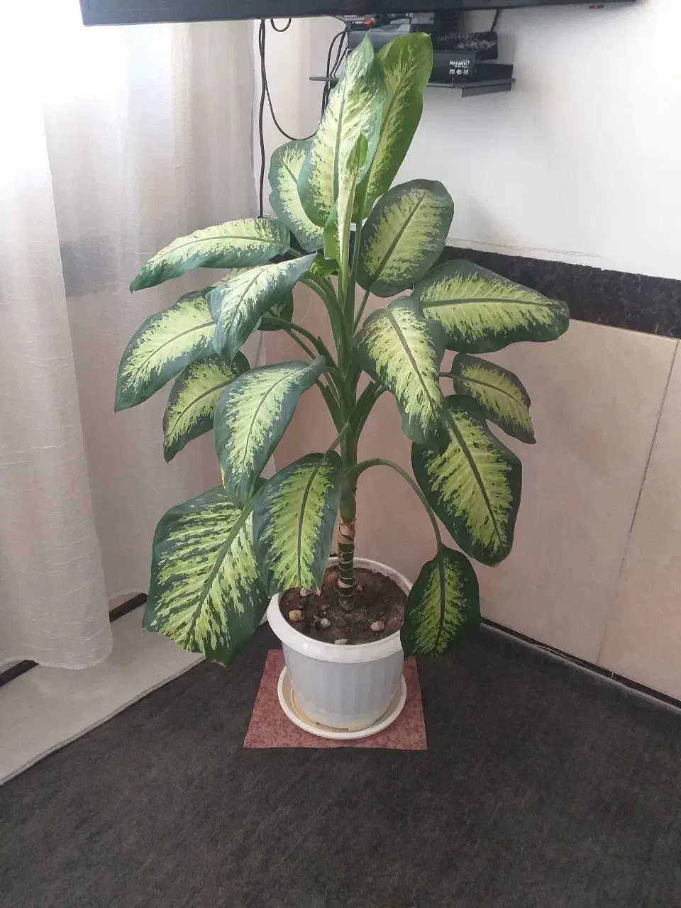 گل دیفین باخیای زیبا|گل و گیاه طبیعی|بانه, |دیوار