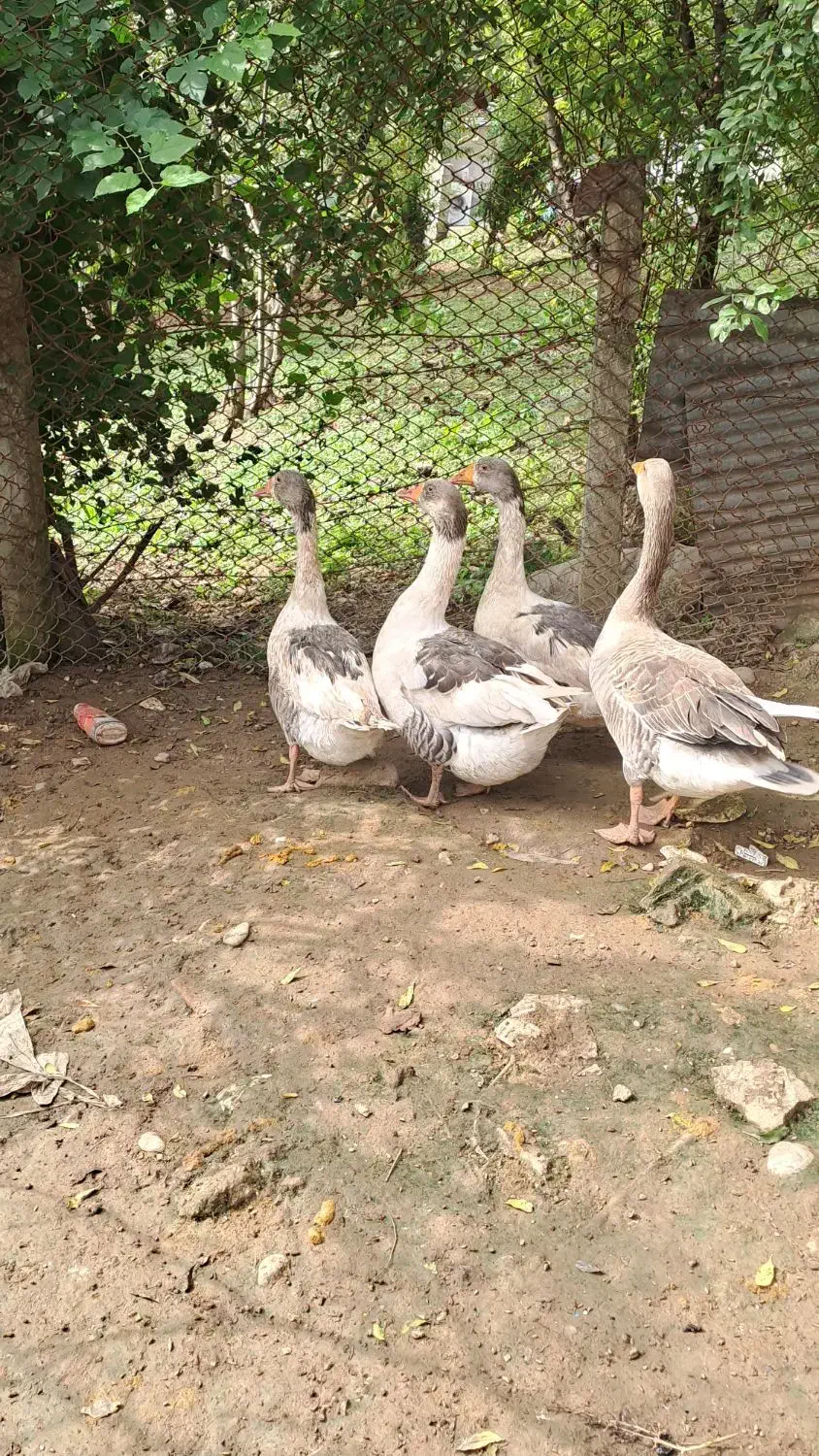 فروش ۴ تا غاز بالغ|حیوانات مزرعه|پایین هولار, |دیوار