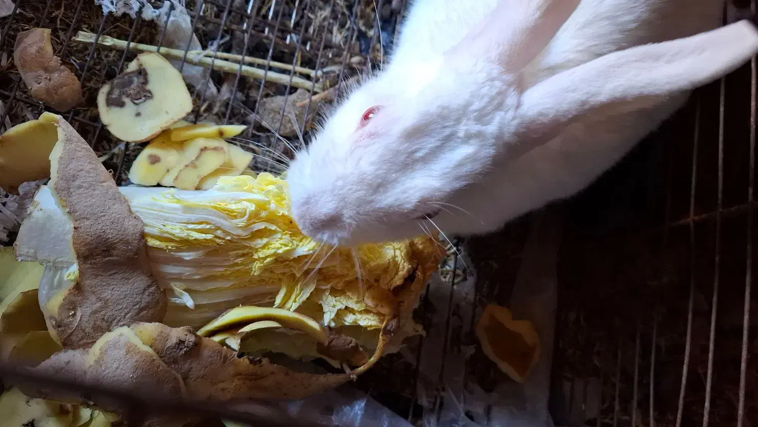 واگذاری رایگان خرگوش|موش و خرگوش|مود, |دیوار