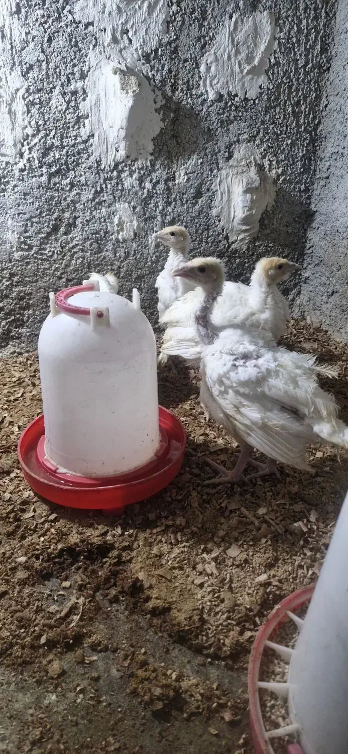 بوقلمون بیوتی ۶|حیوانات مزرعه|شیراز, کوشک میدان|دیوار