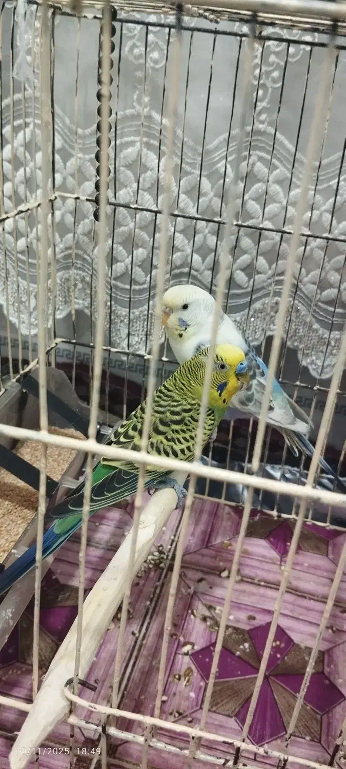 جفت نر و ماده آماده هستند و قیمت پونصد تومان|پرنده|فشاپویه, |دیوار