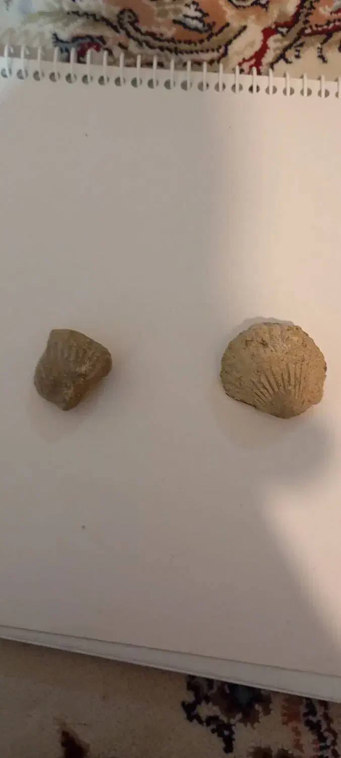 دوعدد فسیل بسیار قدیمی وزیبا|کلکسیون اشیاء عتیقه|همدان, |دیوار