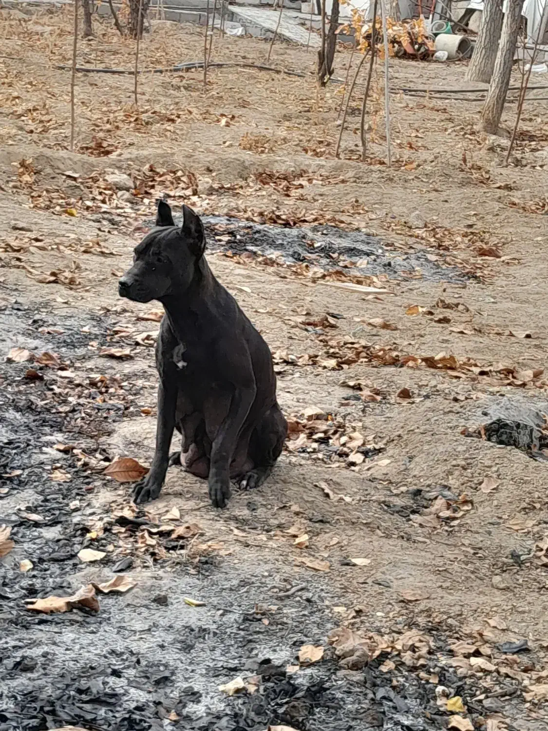 کنکورسو ماده فروشی|سگ|همدان, |دیوار