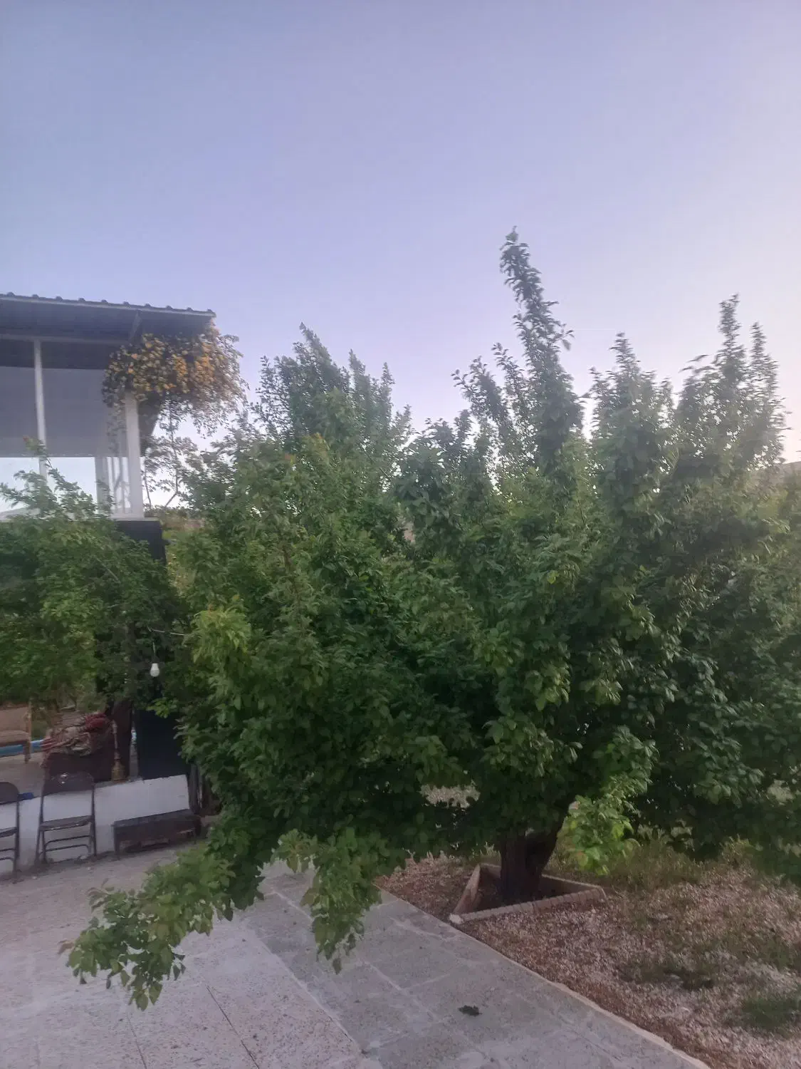 باغ باجگاه|فروش زمین و ملک کلنگی|شیراز, حومه شیراز|دیوار