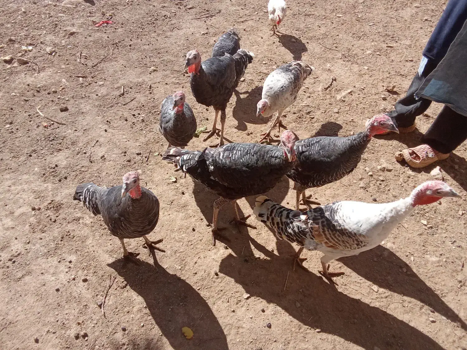 بوقلمون|حیوانات مزرعه|سیلاخور, |دیوار