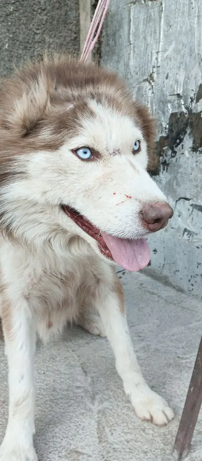 واگزاری|سگ|خرم‌آباد, |دیوار