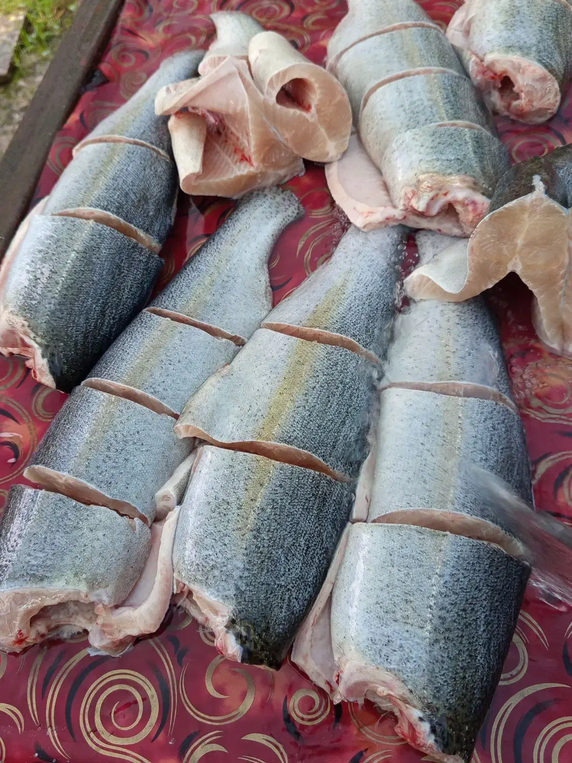 ماهی قزل الا|ماهی|خوش‌رودپی, |دیوار