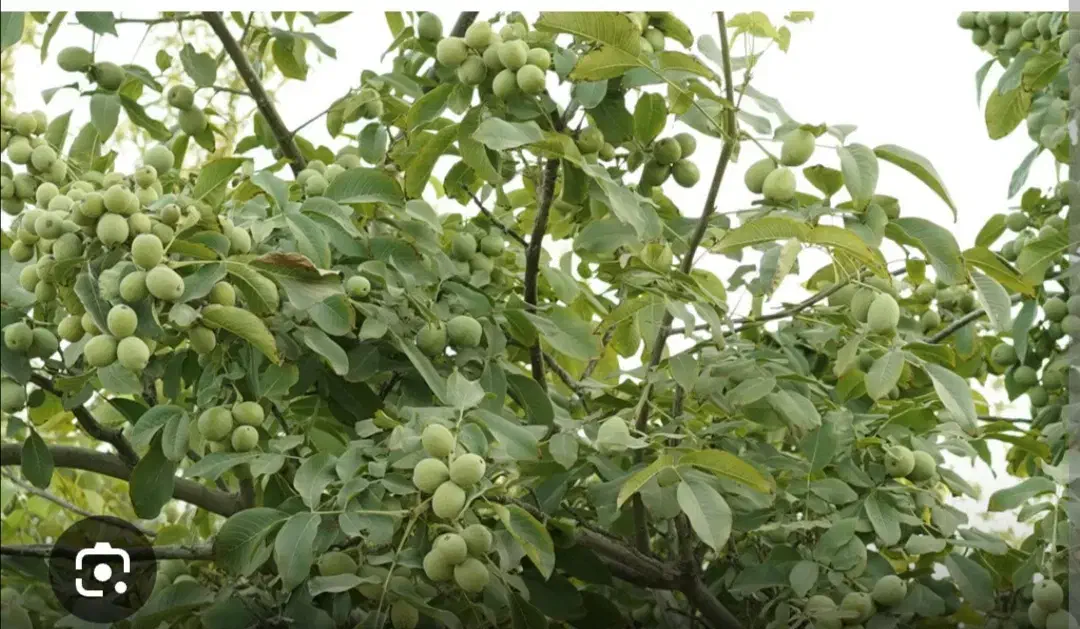 فروش باغ شبستر...ک|فروش دفتر صنعتی، کشاورزی، تجاری|تبریز, |دیوار