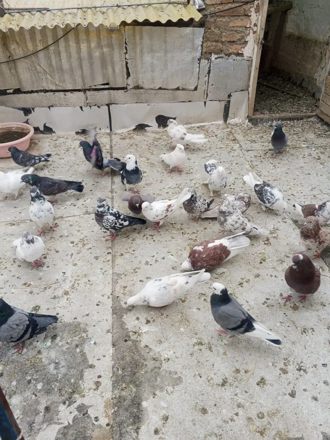 کبوتر فروشی|پرنده|پیرانشهر, |دیوار