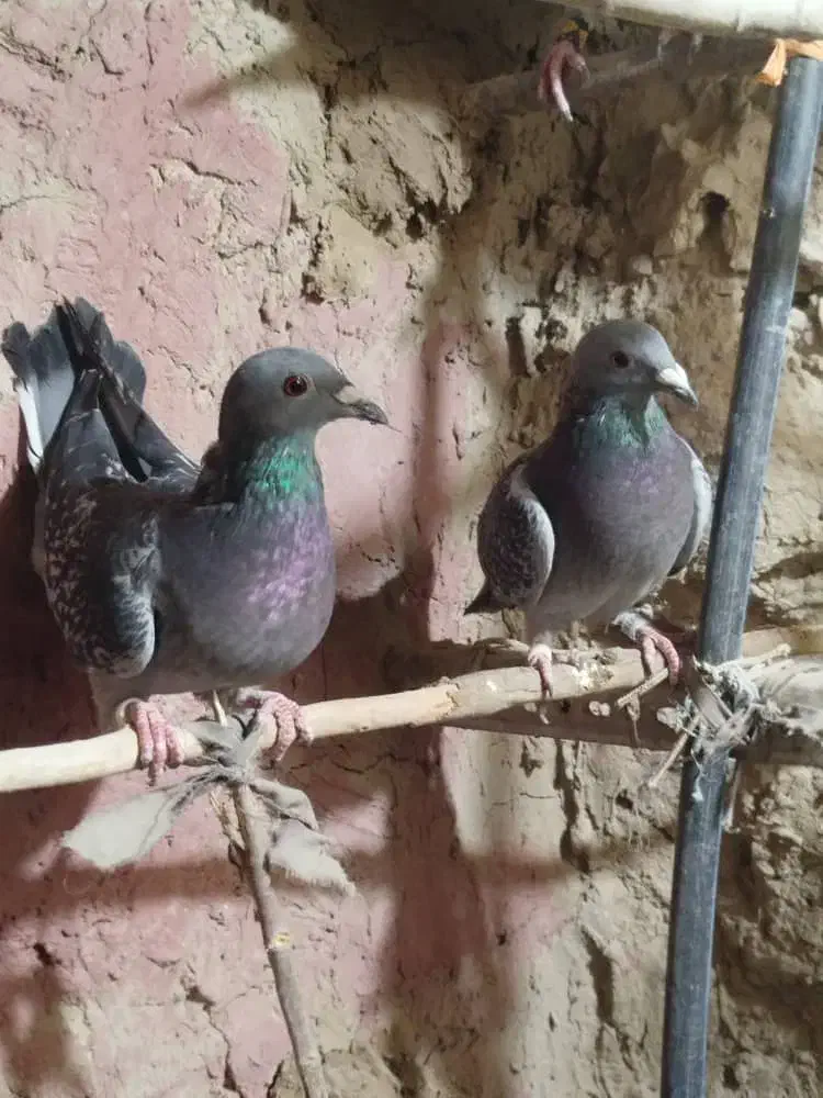 کبوتر ماده|پرنده|هامون, |دیوار