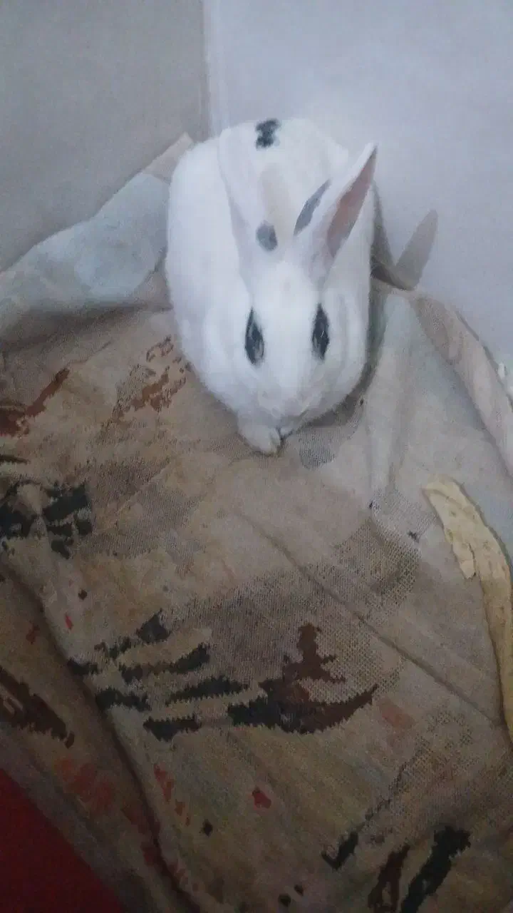 خرگوش ماده سفید|موش و خرگوش|گناباد, |دیوار