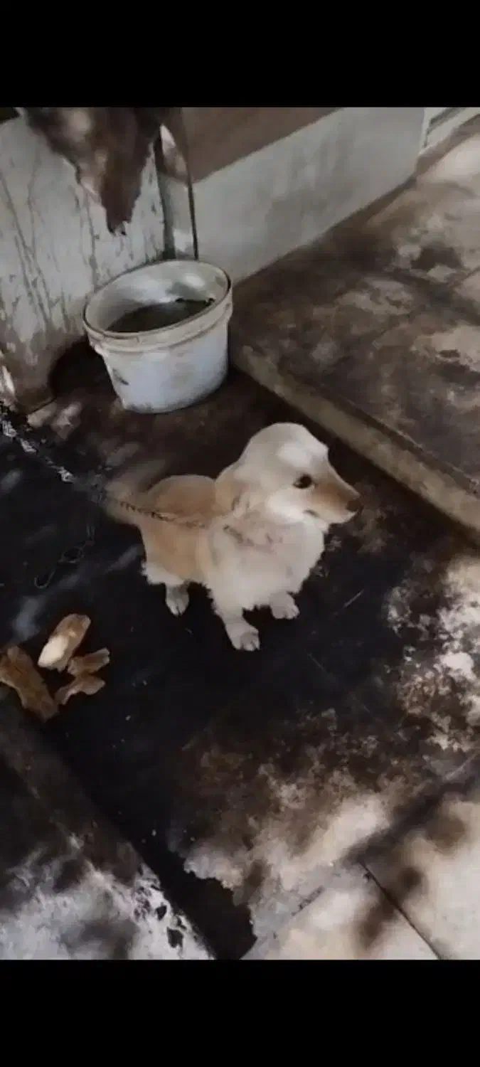 سگ پاکوتاه|سگ|جوادآباد, |دیوار