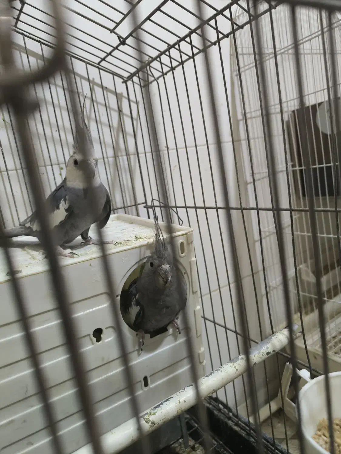 عروس هلندی تخم گذار|پرنده|تهران, شهید اسدی|دیوار