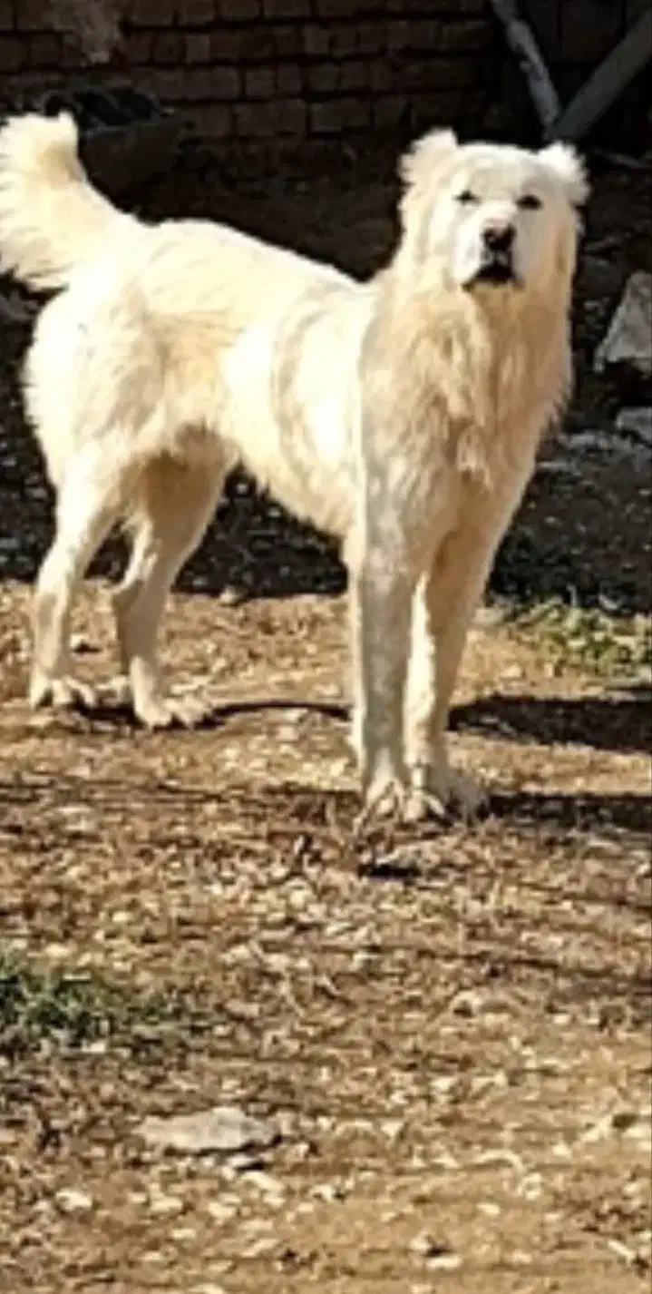 سگ نگهبان|سگ|آشخانه, |دیوار