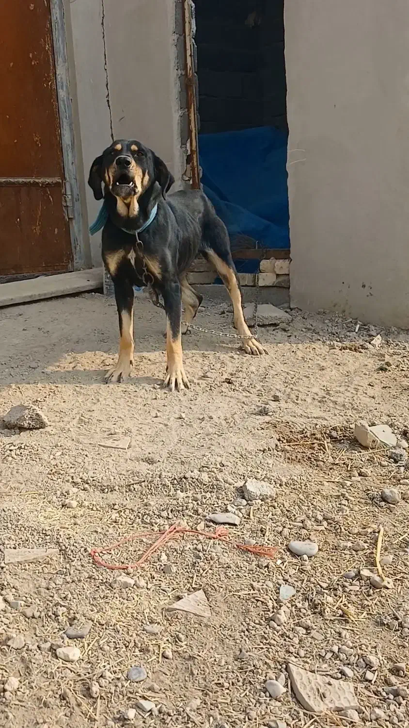 واگذاری سگ پژدر نگهبان|سگ|رباطکریم, حکیم آباد|دیوار