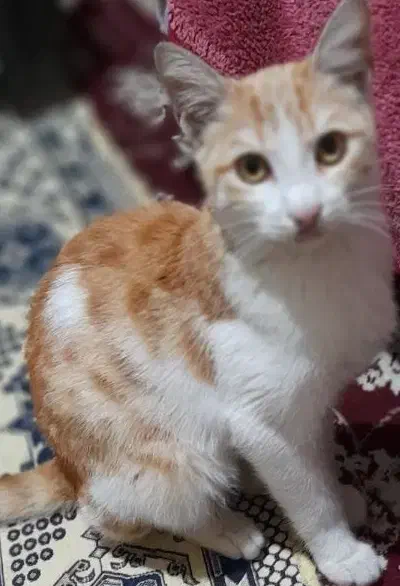 واگذاری گربه خانگی|گربه|رشت, آب و برق|دیوار