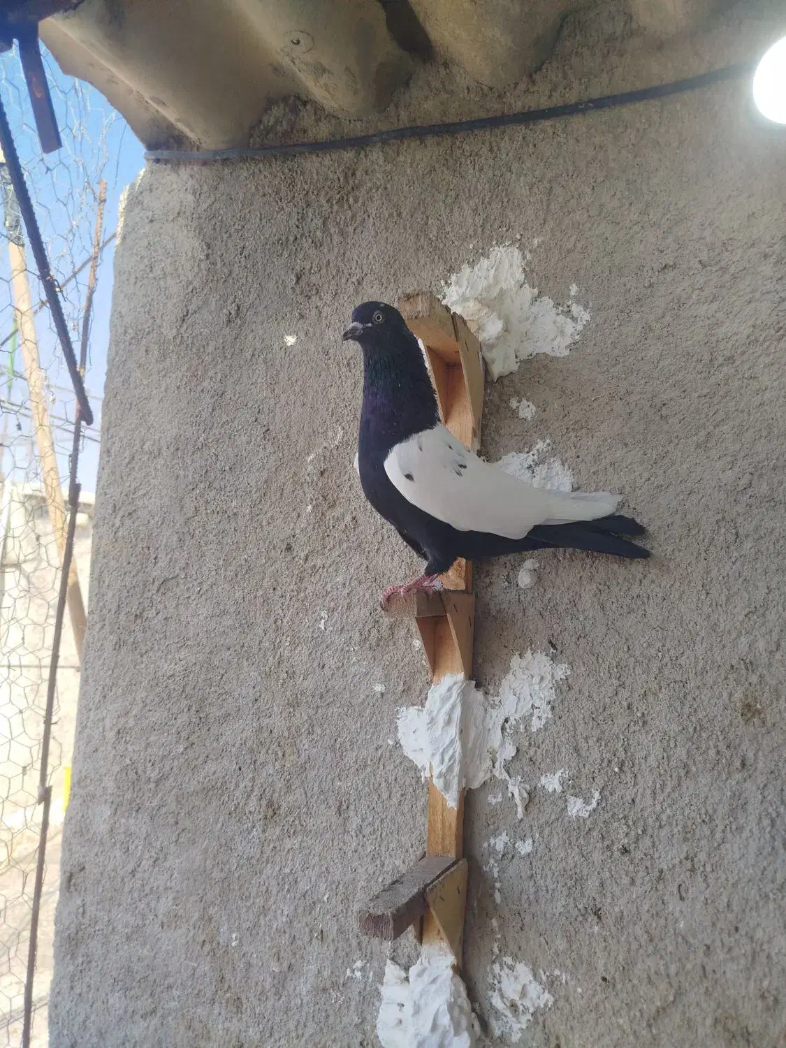 فروش|پرنده|قیروکارزین, |دیوار