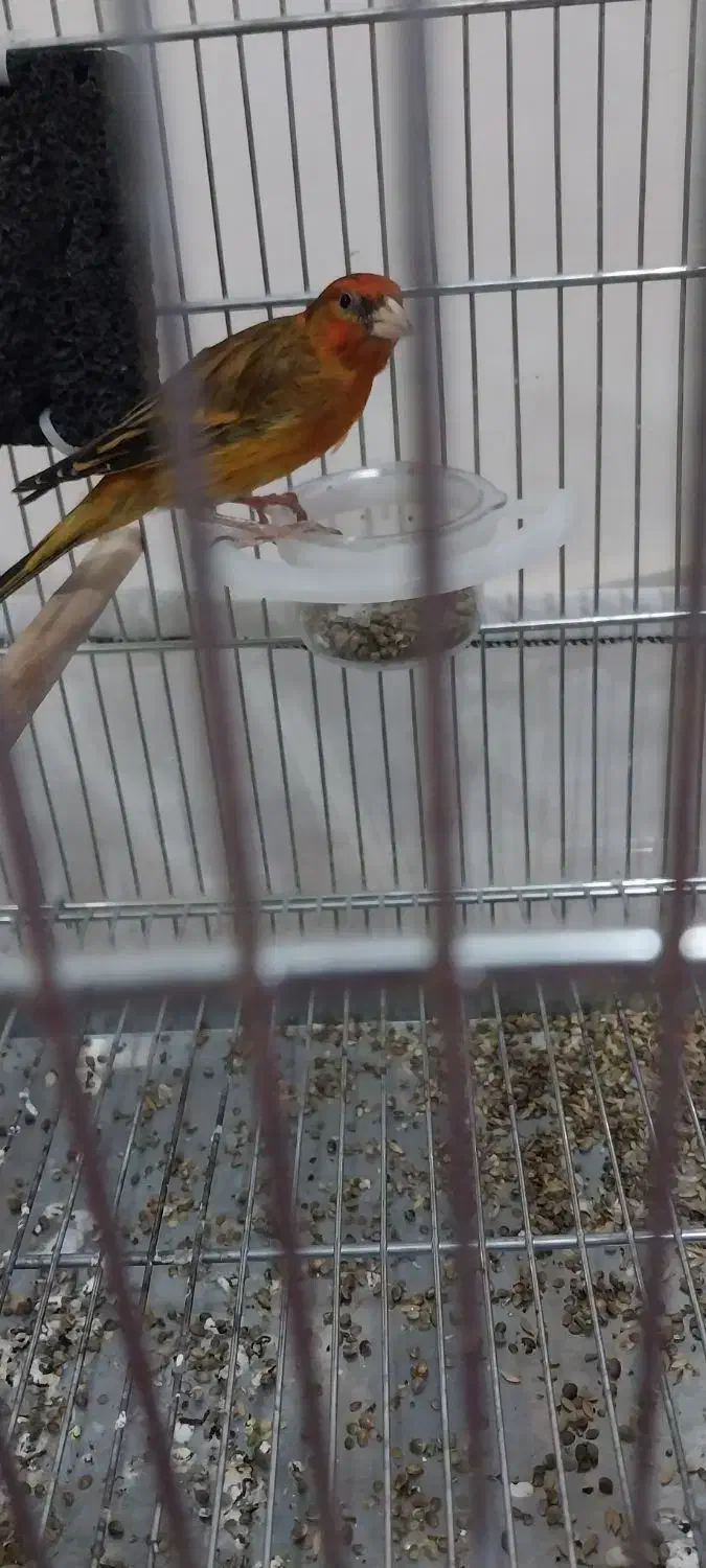 سهره قناری|پرنده|کرج, کمال‌شهر|دیوار