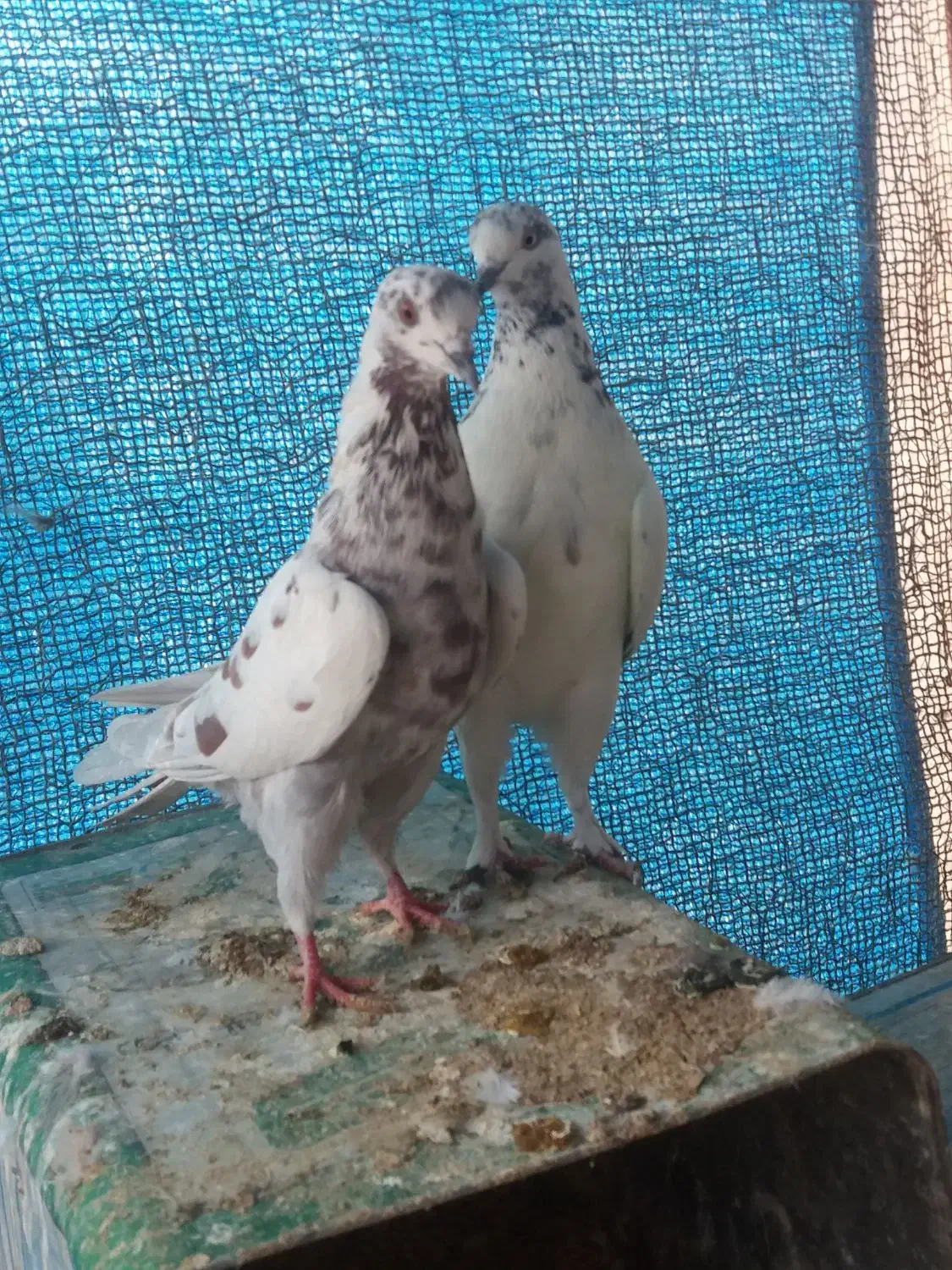 فروش ۳ عدد ماده|پرنده|اصفهان, باغ فدک|دیوار