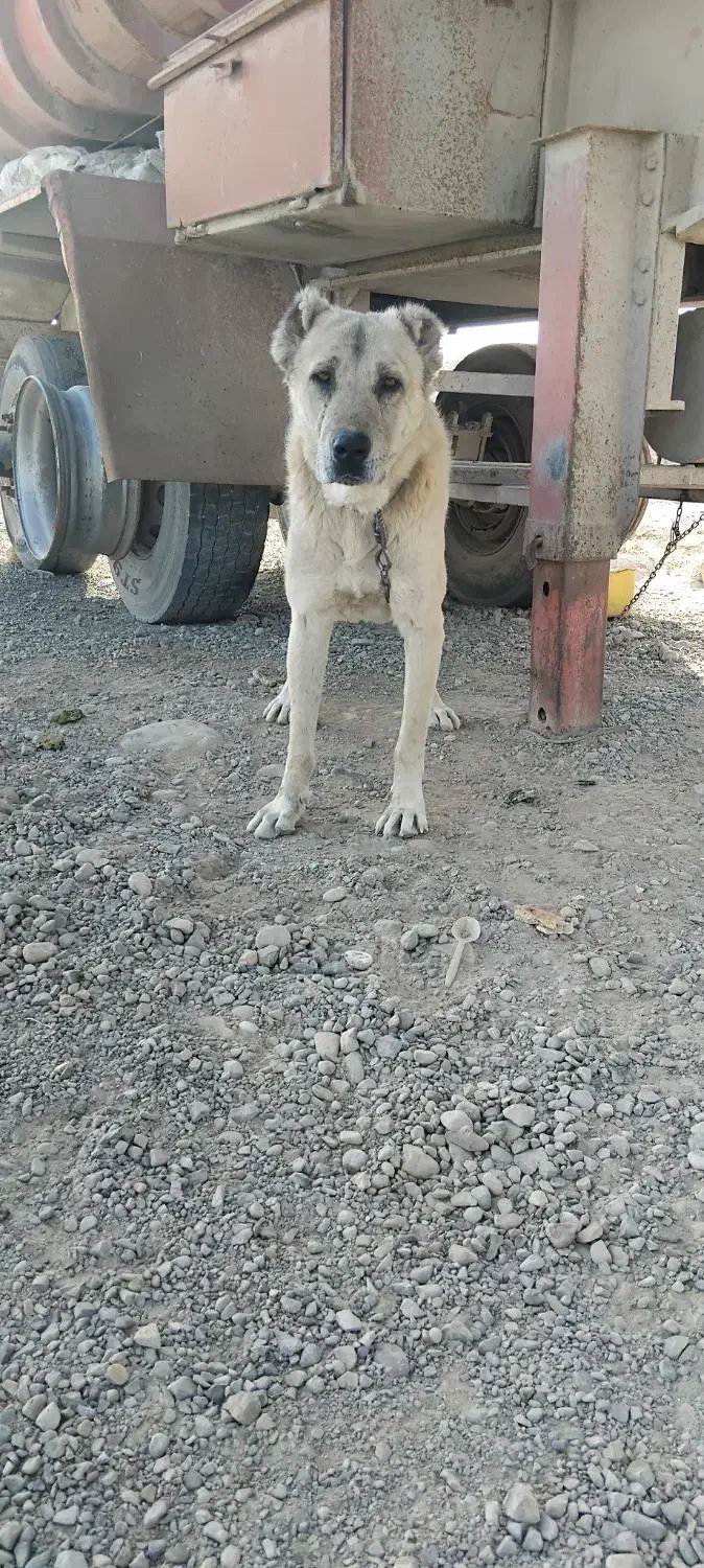 سگ هیکل سرابی|سگ|مشهد, بهمن|دیوار