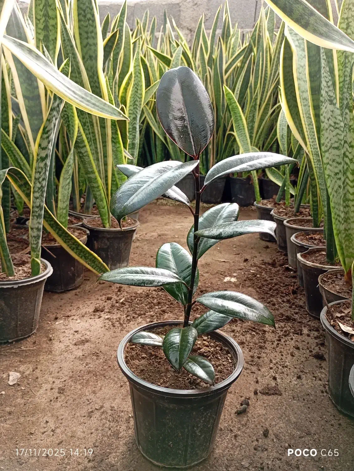 Ficus فیکوس بلک سطل 3.5|گل و گیاه طبیعی|قدس, شهرقدس|دیوار