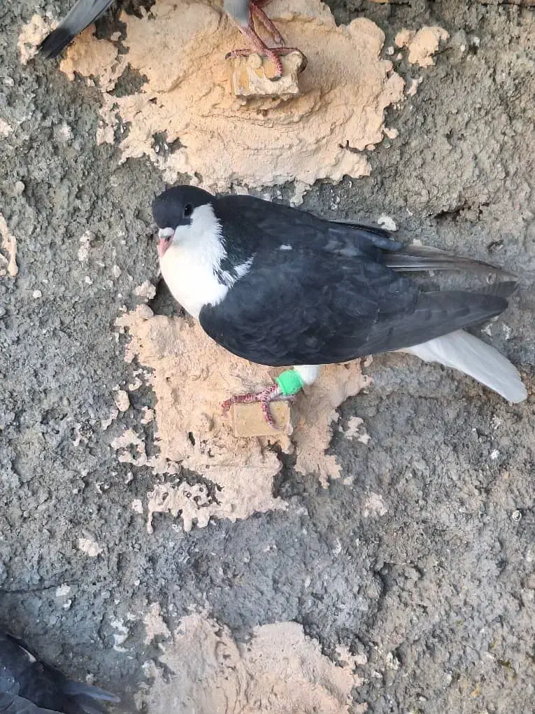 کفتر ساده سیاه|پرنده|مه ولات, |دیوار