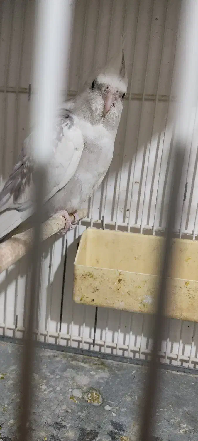 عروس البنو زیبا نر|پرنده|قم, علی آباد سعدگان|دیوار