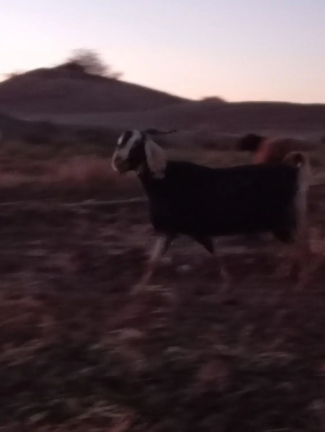 بز جمل|حیوانات مزرعه|تربت جام, میان جام|دیوار