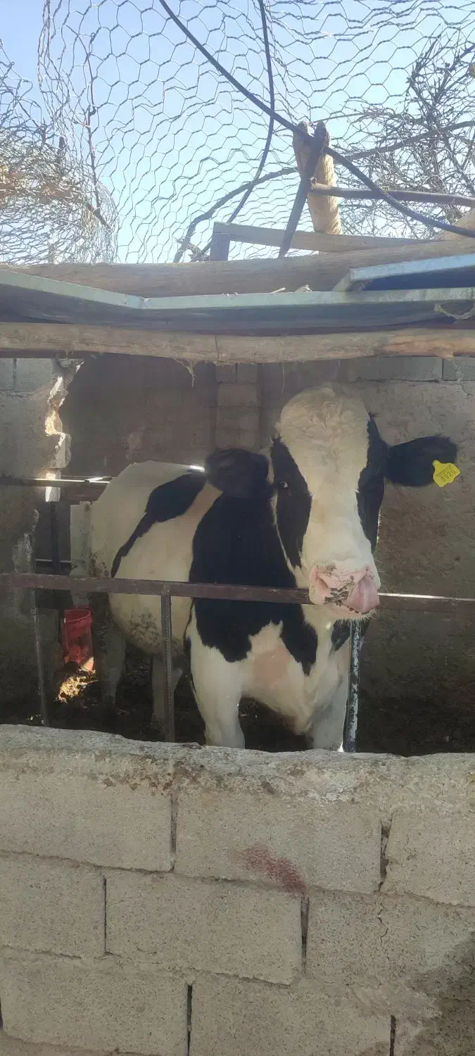 گوساله نر|حیوانات مزرعه|کرمان, |دیوار