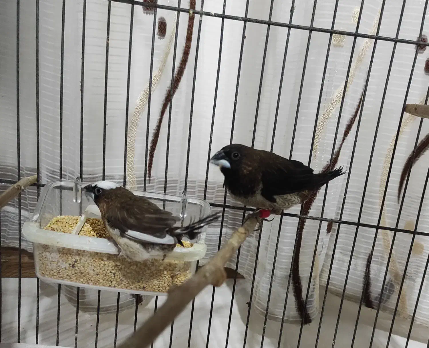 فنچ بنگالی|پرنده|پاکدشت, خاتون آباد|دیوار