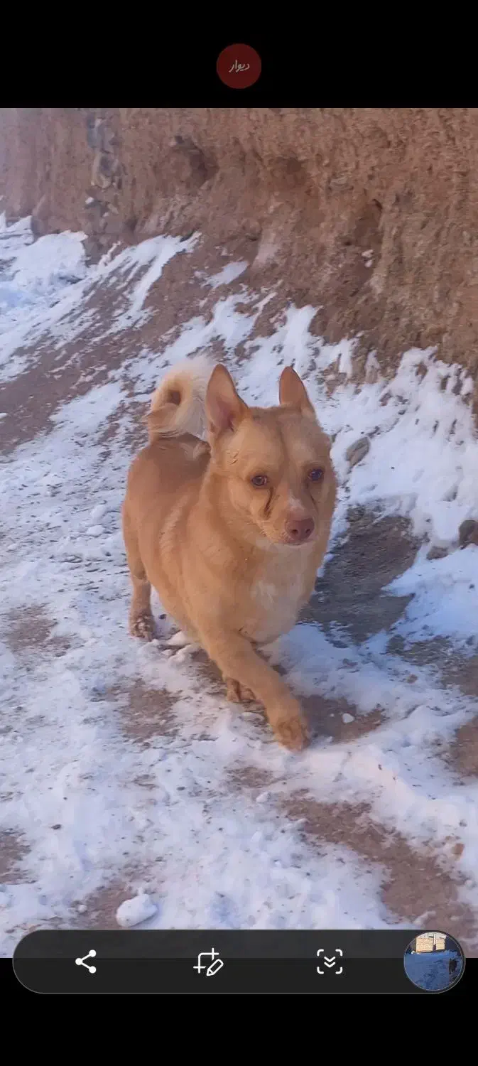 سگ پاکوتاه|سگ|بیرجند, |دیوار