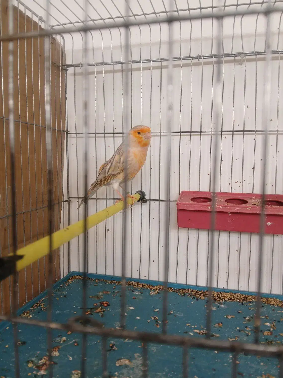 قناری توپاز|پرنده|داراب, |دیوار