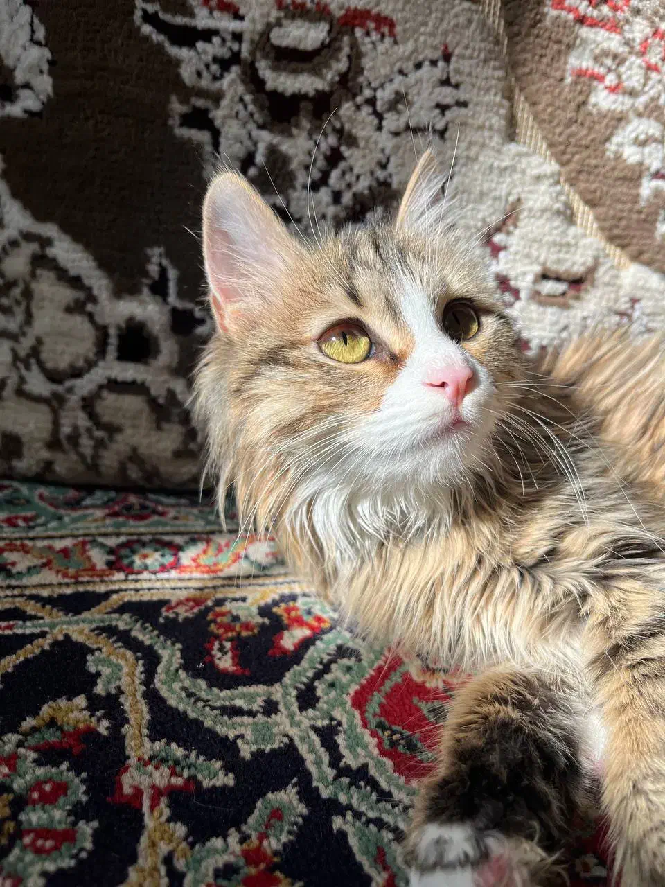 جهت واگزاری|گربه|بیرجند, |دیوار