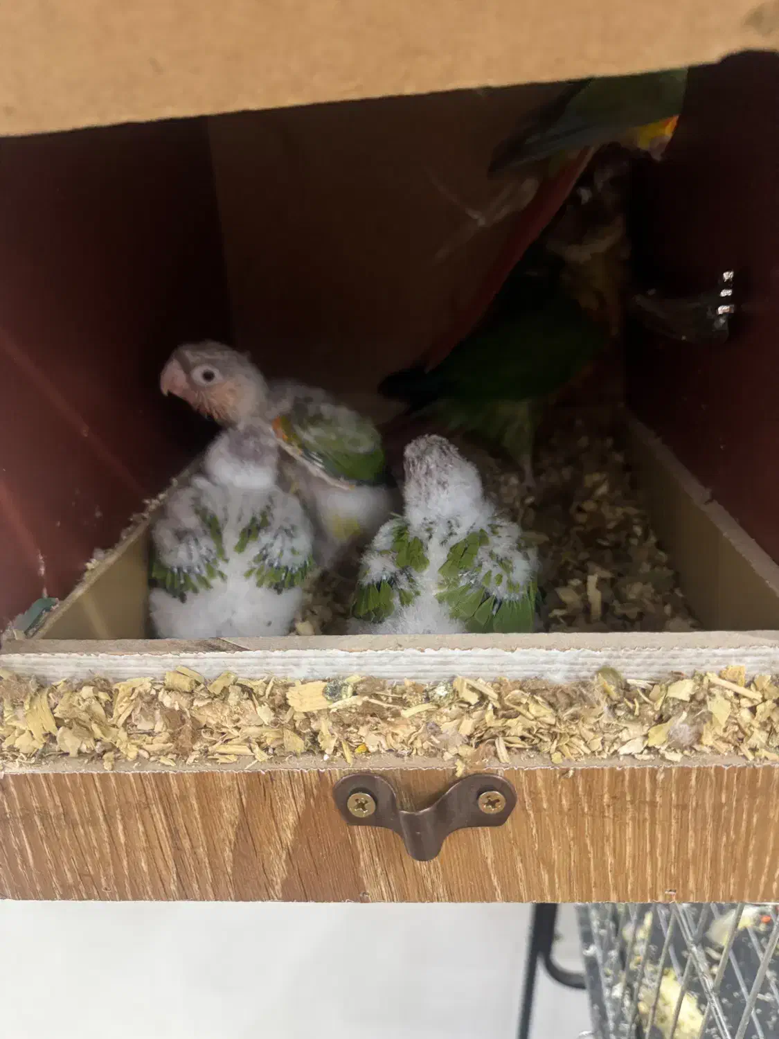 جوجه گرینچیک طوطی گرینچیک|پرنده|ری, منصوریه منگل|دیوار