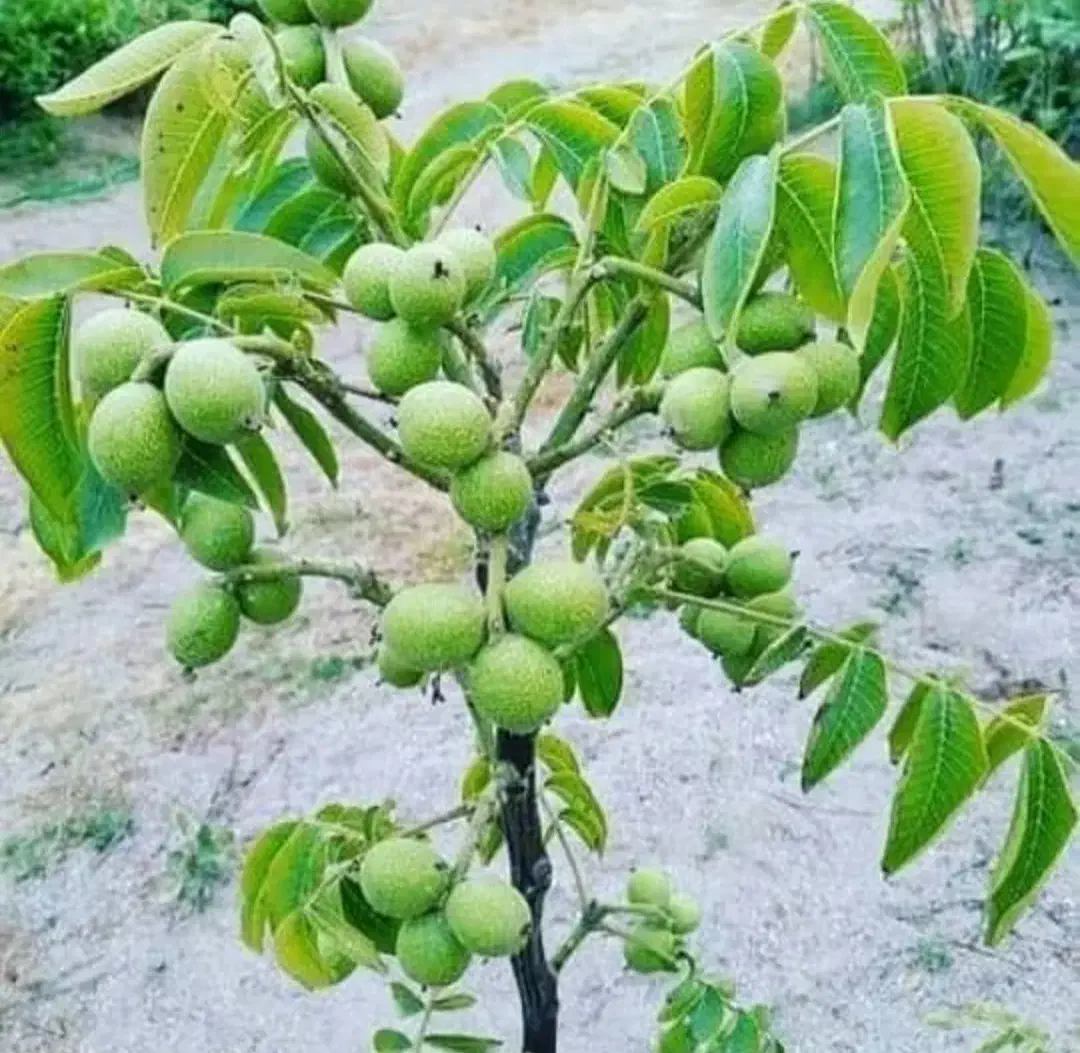 بزرگترین نهالستان(واقع در شمال غرب کشور)|خدمات باغبانی و درختکاری|بروجرد, |دیوار