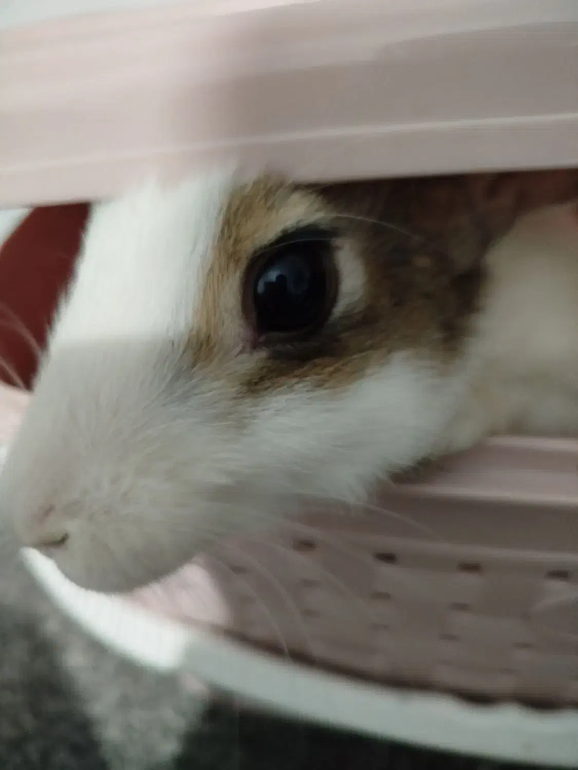 خرگوش داچ آلمانی|موش و خرگوش|تهران, ازگل|دیوار