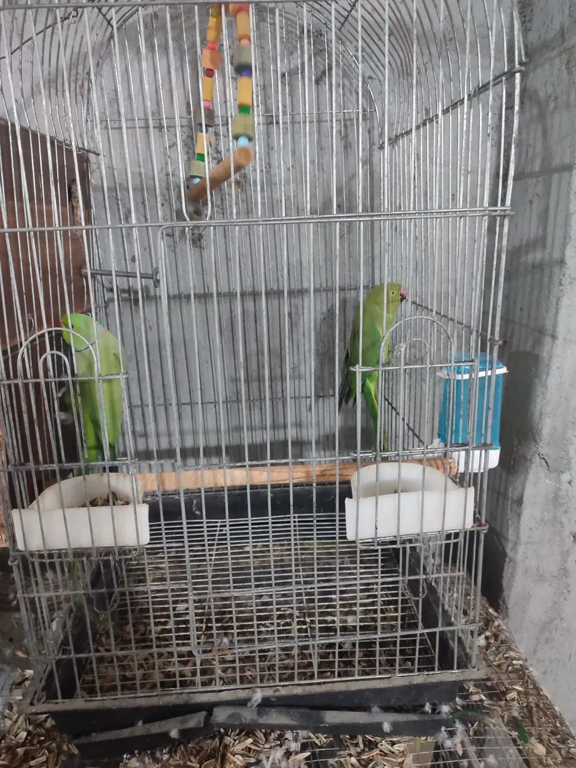 فروش ملنگو و  مرغ عشق فنج نرگس|پرنده|میناب, |دیوار