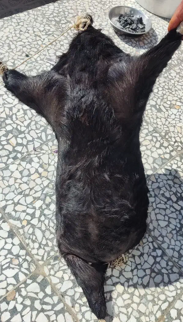 هیزه|صنایع دستی و سایر لوازم تزئینی|الشتر, |دیوار